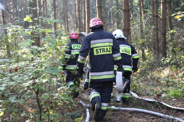 Pożary lasów na Mierzei Wiślanej. Interweniują strażacy. 