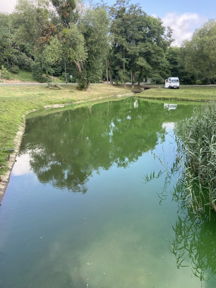 Jeziorko przy ul. Kolorowych Domów w Szczecinie