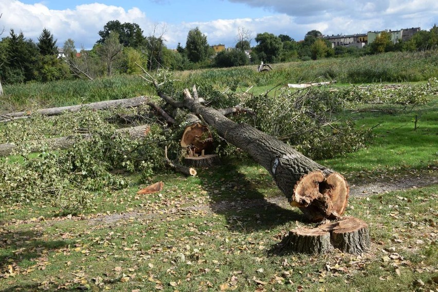 Wycinają drzewa na terenie Księżego Kacerka w Wągrowcu. Wzbudza to mieszane emocje wągrowczan