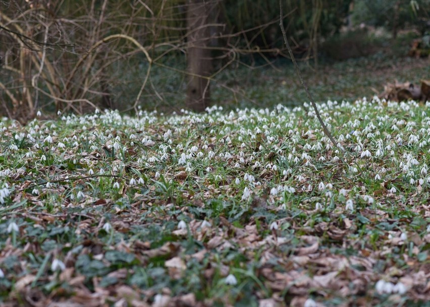 Piękne przedwiośnie w Arboretum w Bolestraszycach.