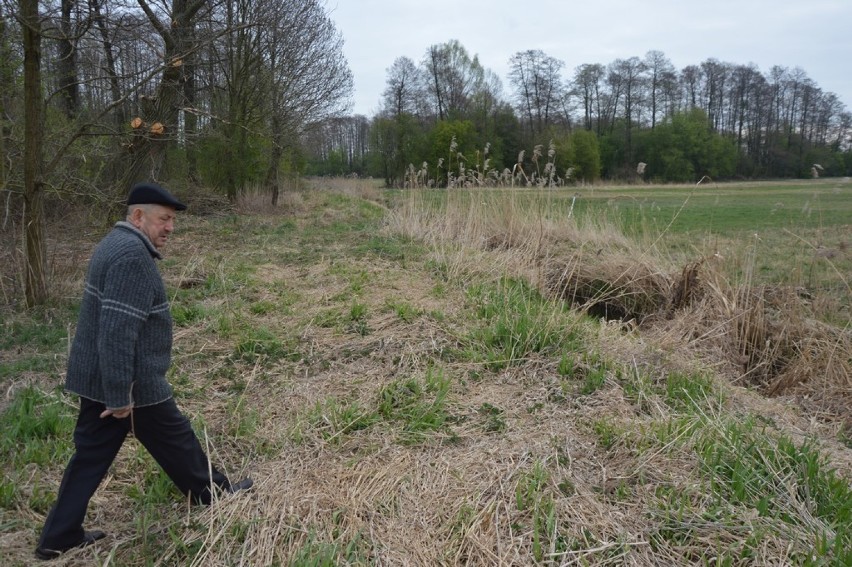 Bobry wyrządzają szkody nad rzeką Brodnią