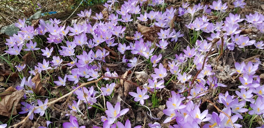 Wiosenne kwiaty na działkach w Czeladzi Zobacz kolejne...
