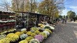 Ceny zniczy i kwiatów w Częstochowie. Coraz większy ruch na cmentarzach