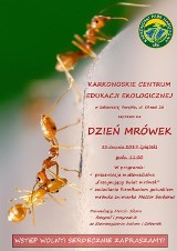 Poznaj fascynujący świat mrówek już jutro w Szklarskiej Porębie!