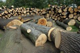 Legnica: Drzewo z parku sprzedane