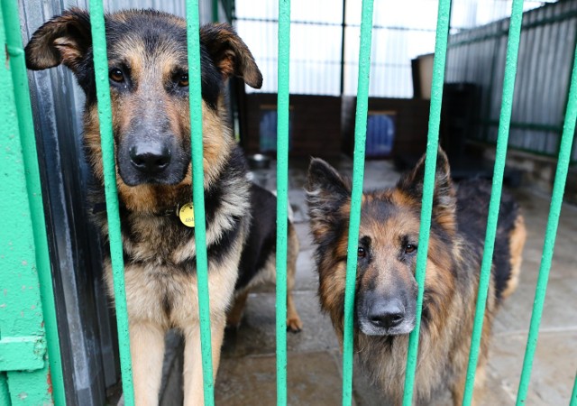 Szczecińskie schronisko zaopiekuje się bezdomnymi psami z sąsiednich gmin?