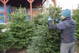  Choinki na Boże Narodzenie. Nadleśnictwo Lipusz będzie sprzedawać drzewka. Sprawdź ceny