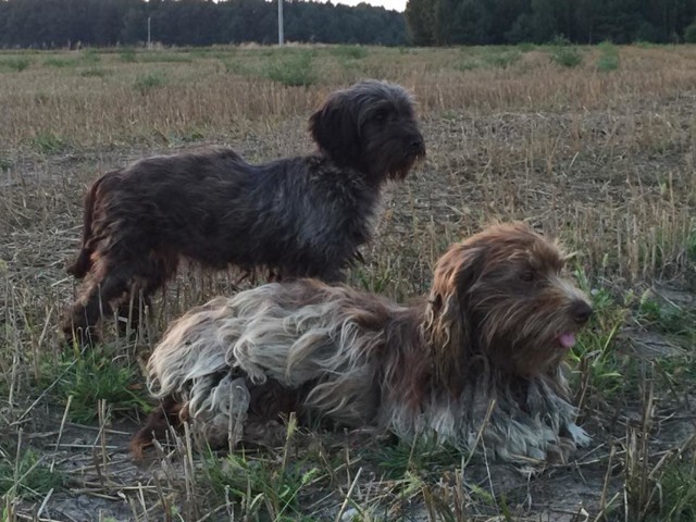 Dwa psy, matka i córka porzucone niedaleko Piotrkowa