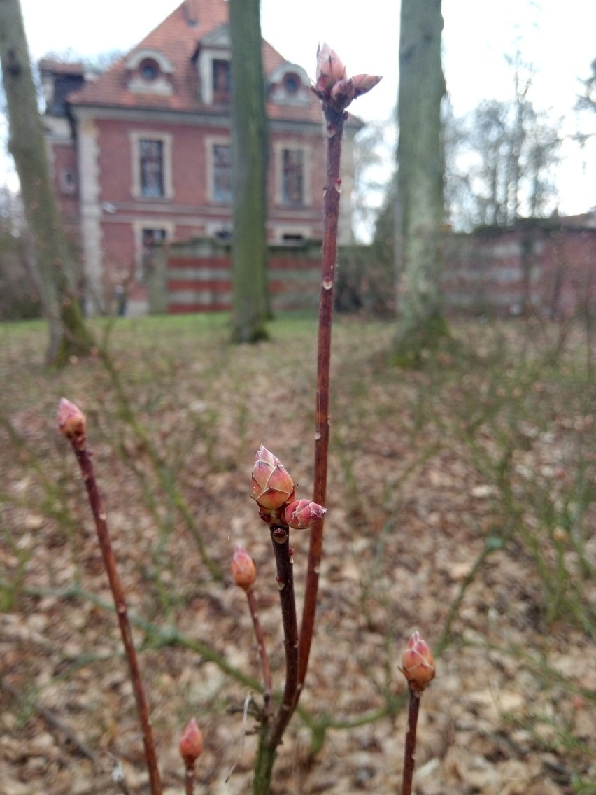 Wiosna zawitała do parku-arboretum w Gołuchowie