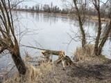 Powalone drzewa wokół zbiornika w Zaborowie. Wiadomo kim są sprawcy. To bobry wróciły na żwirownię w Lesznie