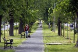 Legnica: Zakończono rewitalizację drzewostanu na Tarninowie