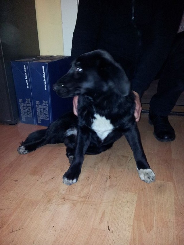 Pies wyłowiony w niedzielę z Odry przez strażaków