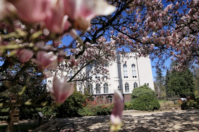 Kwitną magnolie w Arboretum w Kórniku.

Kolejne zdjęcie --->