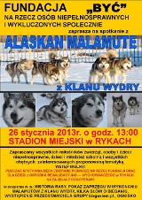 Spotkanie z Alaskan Malamute na stadionie miejskim w Rykach [ZDJĘCIA]