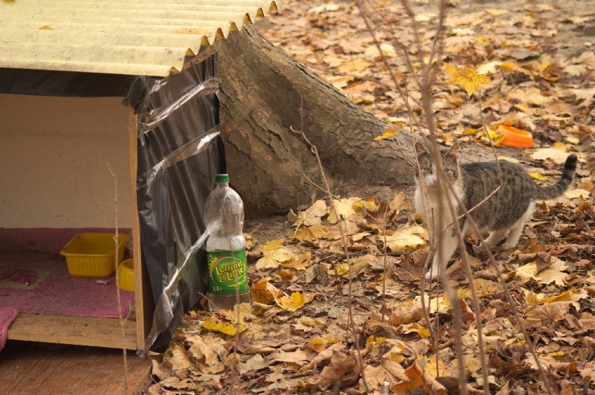 Park Nadnyski: populacja dzikich kotów żyje na pograniczu