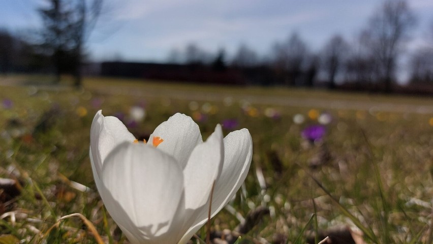 Wiosna w Busku-Zdroju. Park Zdrojowy pełen kwiatów i......