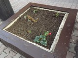 Czy ktoś z magistratu nadzoruje artystyczne sztuczki ogrodnika miasta ?