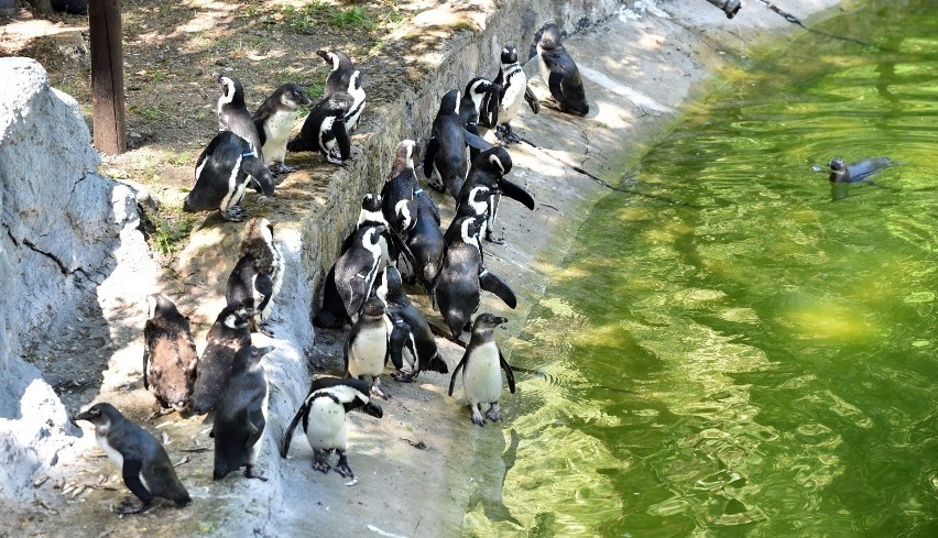 Pingwiny z Niemiec przywieziono do łódzkiego ZOO w czerwcu,...