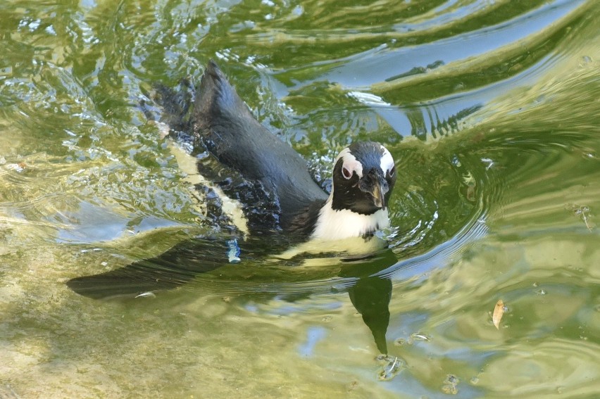 Pingwiny z Niemiec przywieziono do łódzkiego ZOO w czerwcu,...