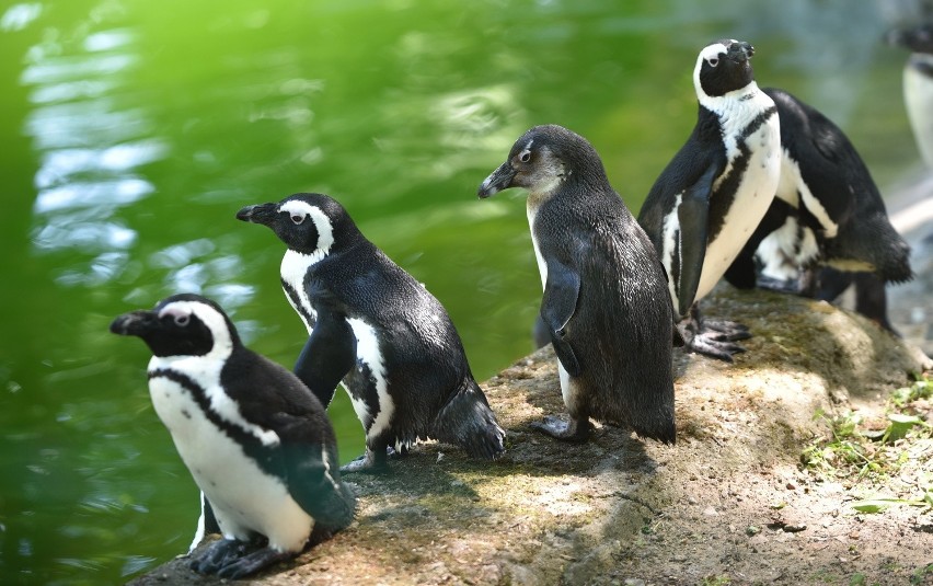 Pingwiny z Niemiec przywieziono do łódzkiego ZOO w czerwcu,...