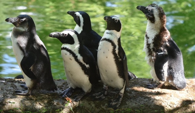 Pingwiny z Niemiec przywieziono do łódzkiego ZOO w czerwcu, na początku lipca dołączyły do nich ptaki pochodzące z ZOO we Francji