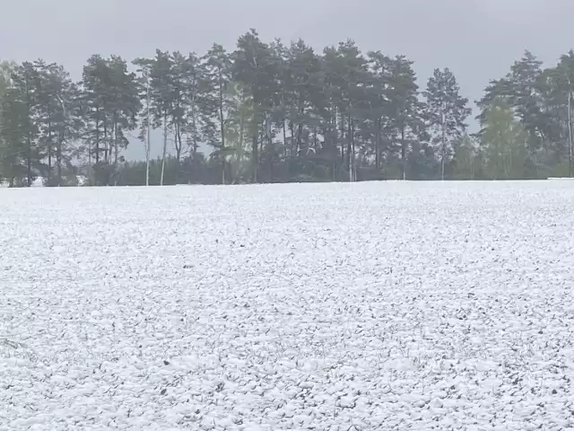 16 kwietnia, zaśnieżone pola koło Białego Boru