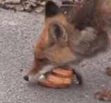 Lis z Czarnobyla robi sobie kanapkę. Wszystko nagrała kamera. [WIDEO]
