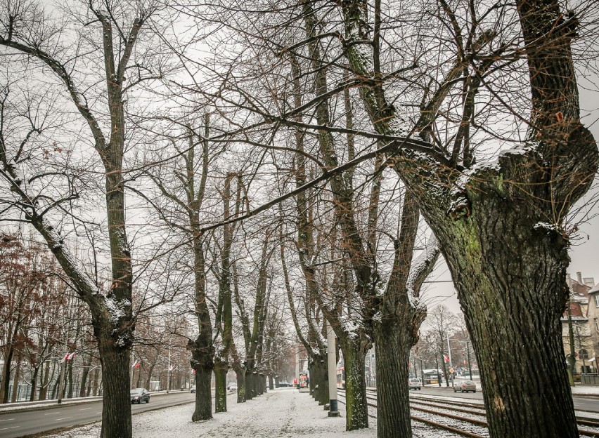 Z Wielkiej Alei Lipowej w Gdańsku znikną kolejne drzewa. Urzędnicy: To ze względów bezpieczeństwa