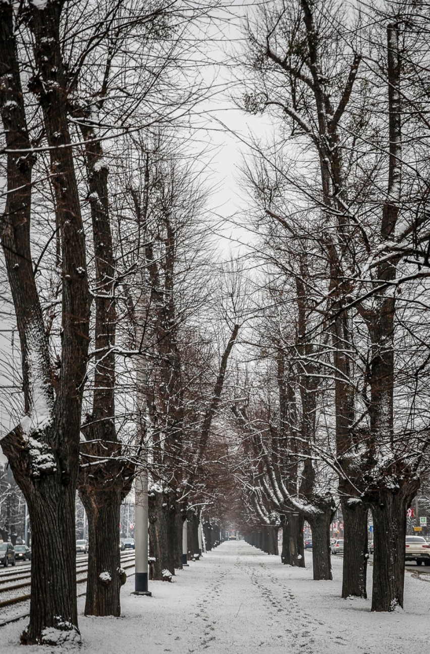Z Wielkiej Alei Lipowej w Gdańsku znikną kolejne drzewa. Urzędnicy: To ze względów bezpieczeństwa
