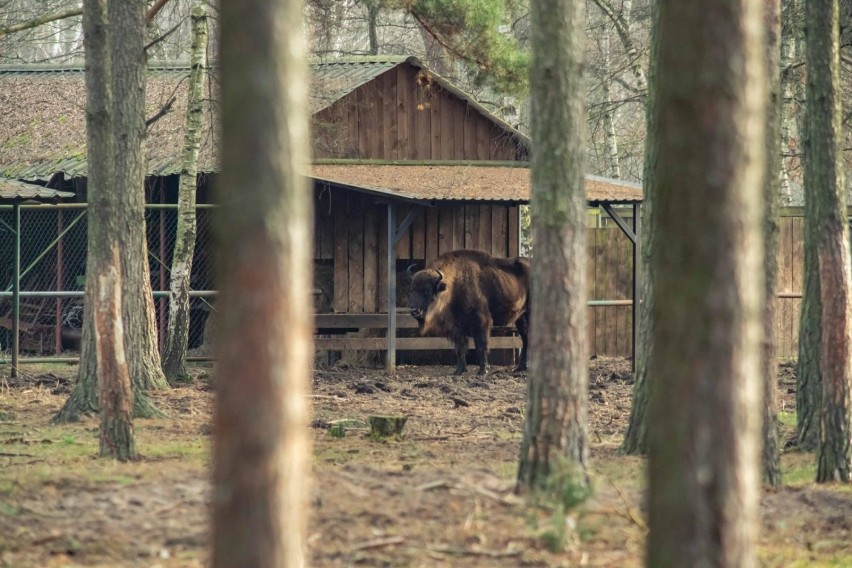 W Kiermusach koło Tykocina znajduje się prywatna hodowla...