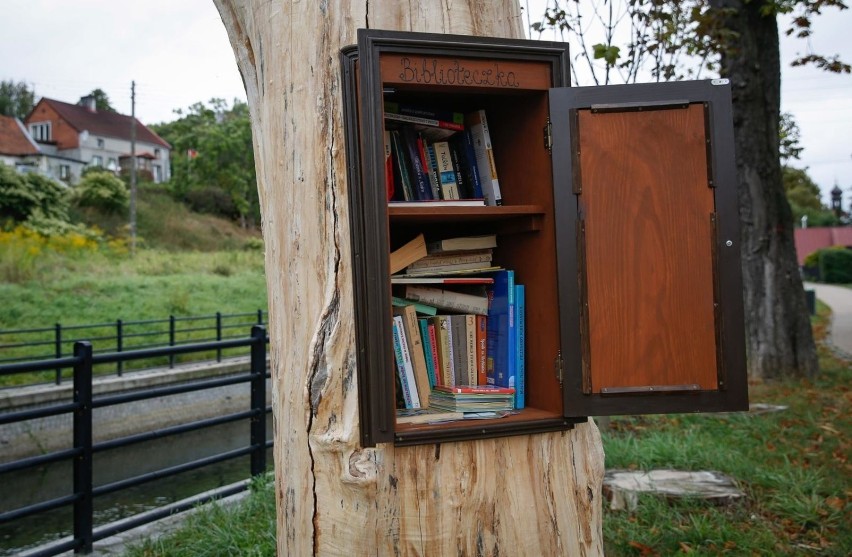 Biblioteka powstała w starym uschniętym kasztanowcu.