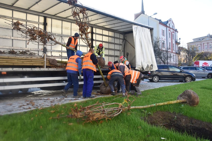 Prace związane z sadzeniem drzew rozpoczęły się na ulicy...