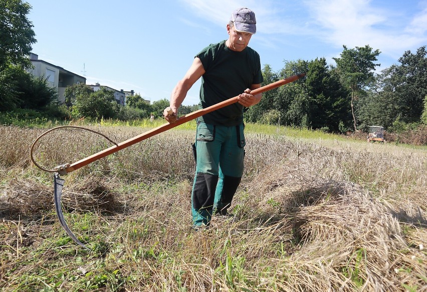 W łódzkim ogrodzie botanicznym rozpoczynają się żniwa. W skansenie roślinnym rosną zboża - żyto, pszenica, jęczmień i owies 