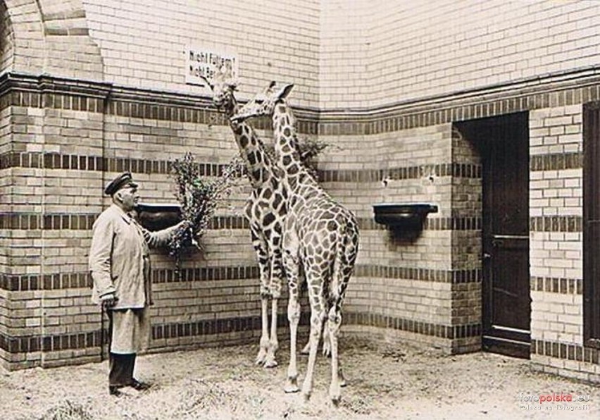 Zoo we Wrocławiu przed II wojną światową