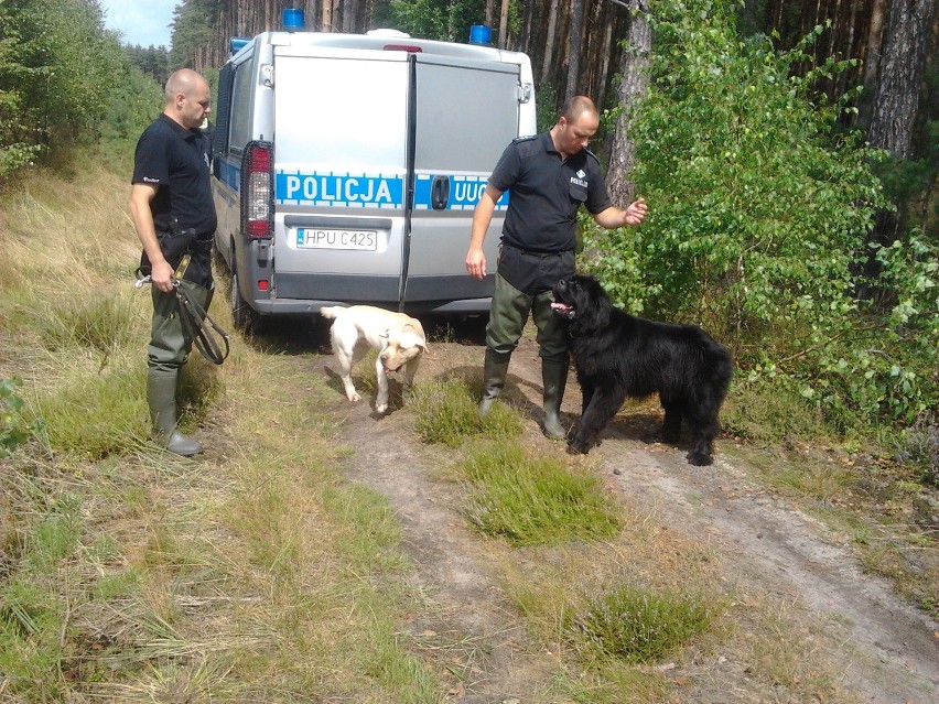 Trwają poszukiwania ciała w lesie w okolicach Wronek