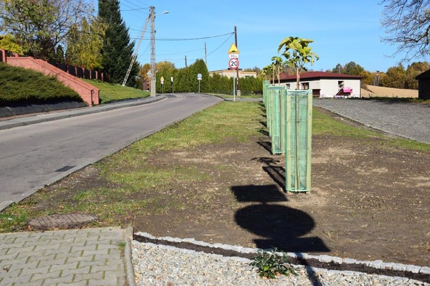 Coraz bardziej zielono w Mszanie dzięki funduszom sołeckim