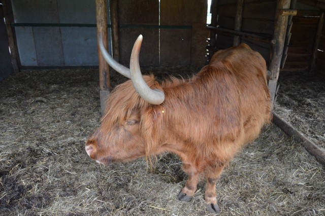 W mini Zoo w Mostkach na odwiedzających czeka kilkanaście gatunków zwierząt