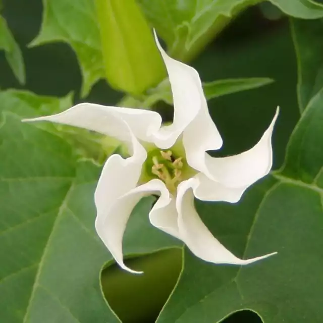 Datura