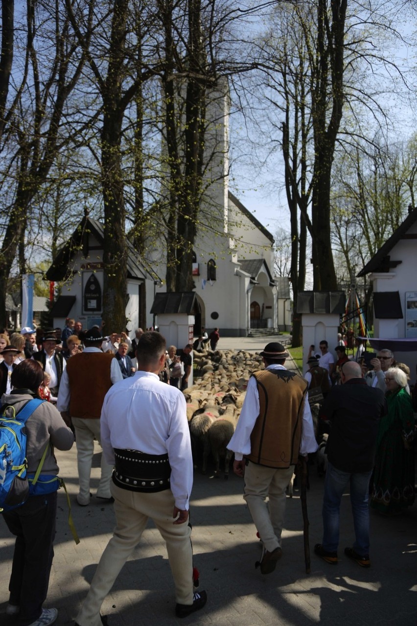 Święto bacowskie w Ludźmierzu. Górale rozpoczęli sezon wypasu owiec [ZDJĘCIA]