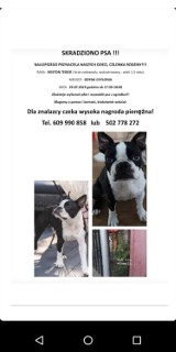 Skradziono psa rasy boston terrier. Złodzieje porwali go w Gdyni Chyloni