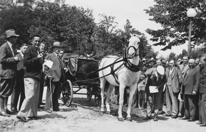 (dorożka z najlepiej utrzymanym koniem podczas ostatnich oględzin inspektorów Towarzystwa. Lipiec 1934 r.)