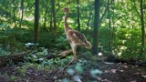 W opolskim ogrodzie zoologicznym przyszedł na świat żuraw mandżurski. To pierwsze takie narodziny w Opolu