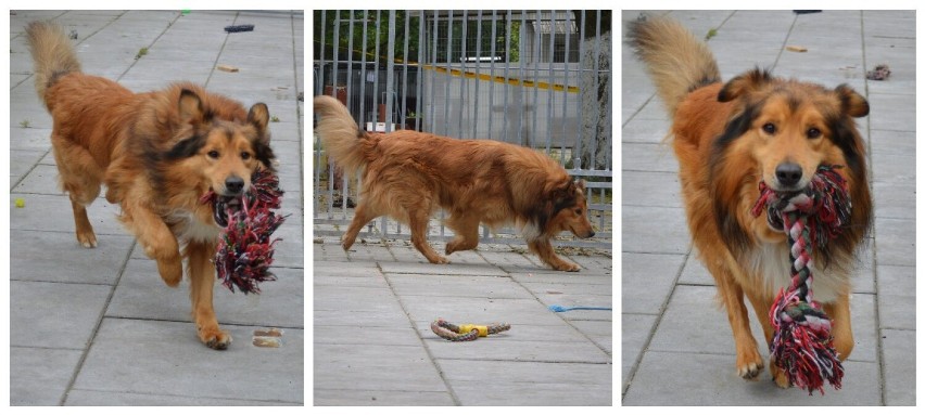 Psy ze schroniska w Chorzowie, z którymi będzie można...