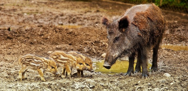 Ważą się losy udomowionych dzików z Sępólna Krajeńskiego, który mogłyby trafić do zoo w Myślęcinku. Lekarz weterynarii Wojciech Młynarek, zastępca Kujawsko - Pomorskiego Wojewódzkiego Lekarza Weterynarii, z którym udało nam się porozmawiać, prosi o cierpliwość, bo trwa procedura odwoławcza. Podkreśla, że ryzyko wystąpienia ASF w naszym regionie jest bardzo realne, zwłaszcza, że przypadki wirusa odkryto w ościennych województwach.
Zdjęcie ilustracyjne.