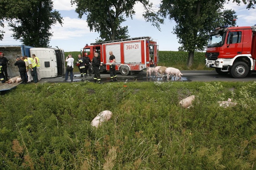 Wypadek ciężarówki ze świniami na trasie Legnica - Złotoryja (ZDJĘCIA)