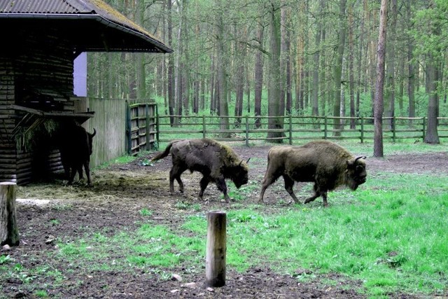 OKL Gołuchów zubry