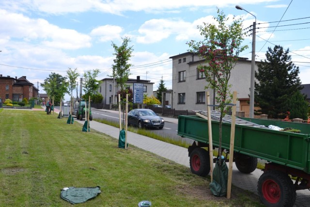 Na ulicy Rymera ma pojawić się 30 drzew. To głogi dwuszyjkowe