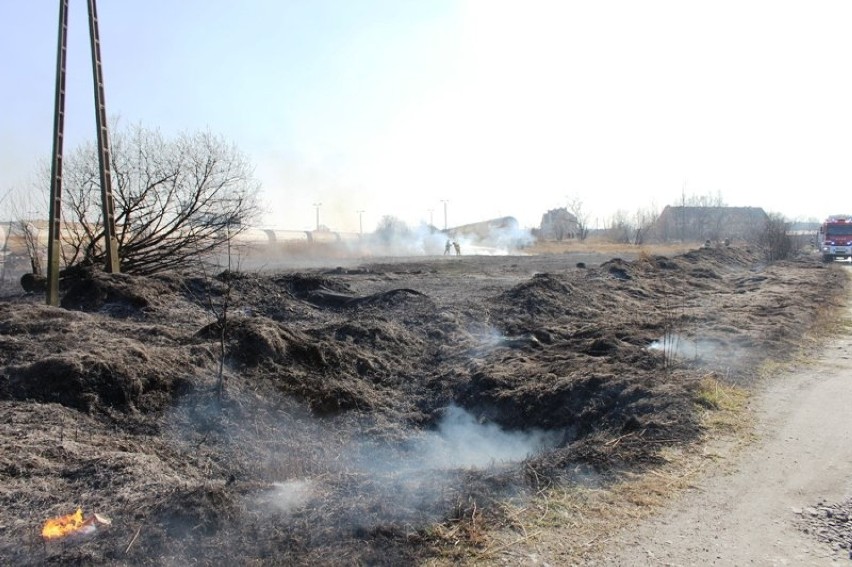 Pożar traw w Braniewie. Zagrożone były cysterny z gazem