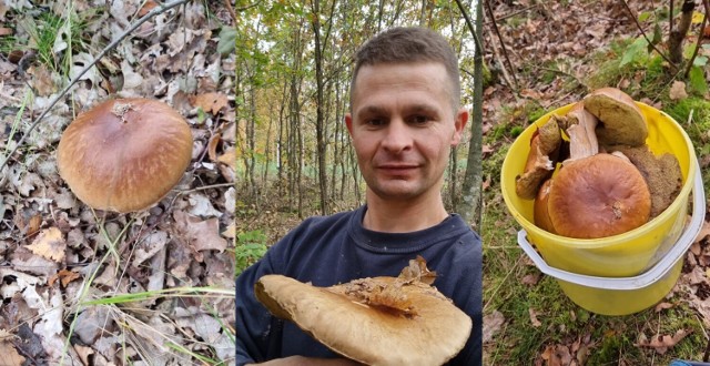 Takie piękne borowiki zebrał Sebastian Walczyk z Gwiazdowa