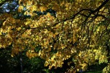 Piękna jesień w Kalwarii Pacławskiej koło Przemyśla [ZDJĘCIA]
